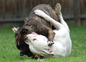 Dogs Playing